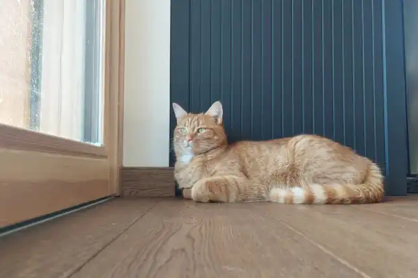 Come mettere in sicurezza finestre per gatti?